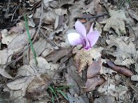 Contrada_Ilice - Cyclamen_hederifolium_20100905 063.jpg